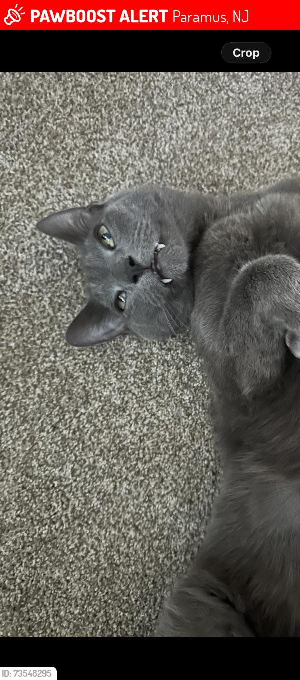 Lost Male Cat last seen School, Paramus, NJ 07652