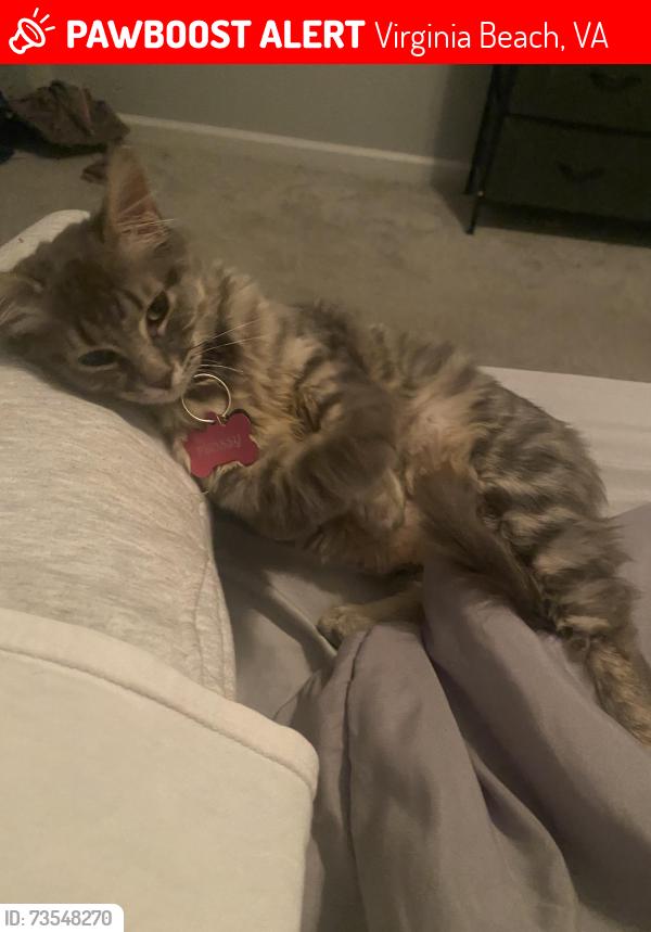 Lost Female Cat last seen BonneyQuay, Virginia Beach, VA 23462