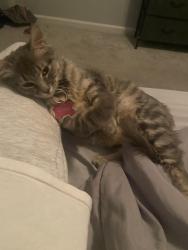 Lost Female Cat last seen BonneyQuay, Virginia Beach, VA 23462