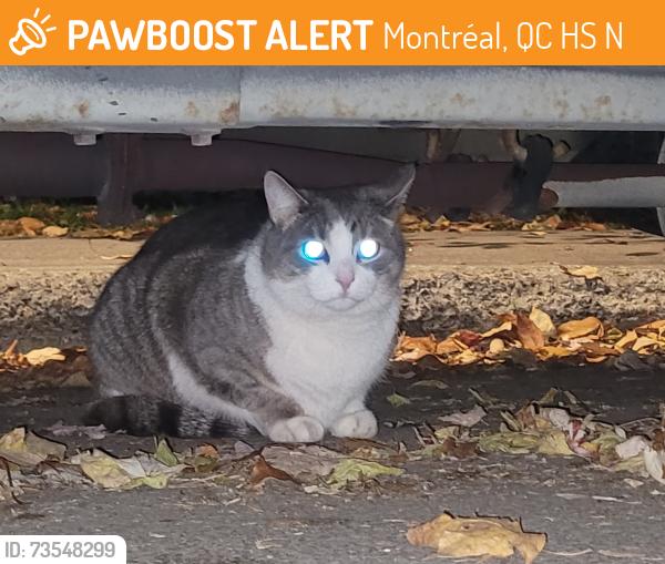 Found/Stray Unknown Cat last seen Lennox and Van Horne, Montréal, QC H3S 2N6