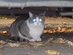 Found/Stray Unknown Cat last seen Lennox and Van Horne, Montréal, QC H3S 2N6
