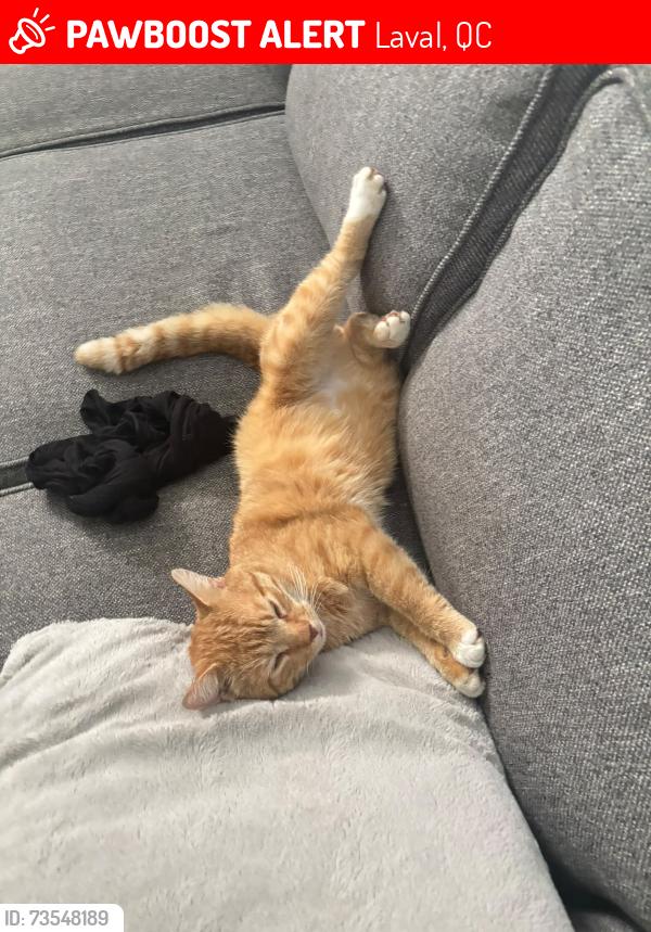 Lost Male Cat last seen Chem. du souvenir, Laval, QC 