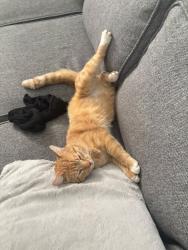 Lost Male Cat last seen Chem. du souvenir, Laval, QC 
