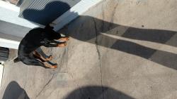 Found/Stray Female Dog last seen Days Inn and the Town Center off Hwy 35, Fort Worth, TX 76115