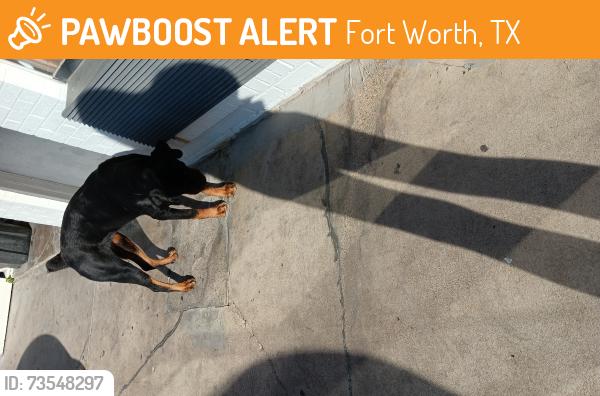 Found/Stray Female Dog last seen Days Inn and the Town Center off Hwy 35, Fort Worth, TX 76115