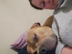 Lost Male Dog last seen Scottdale lesane, Louisville, KY 40214