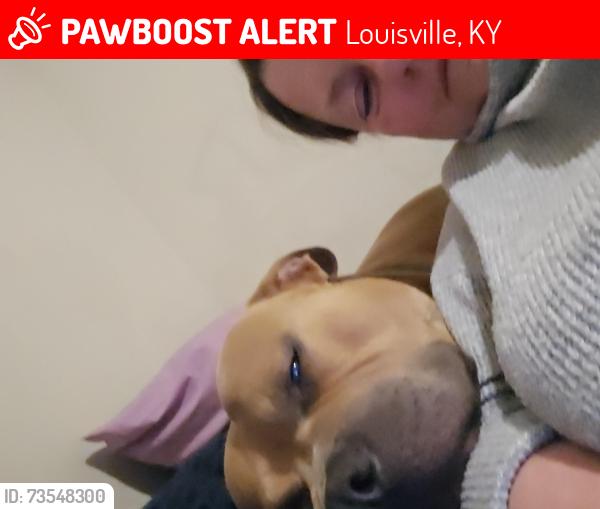 Lost Male Dog last seen Scottdale lesane, Louisville, KY 40214