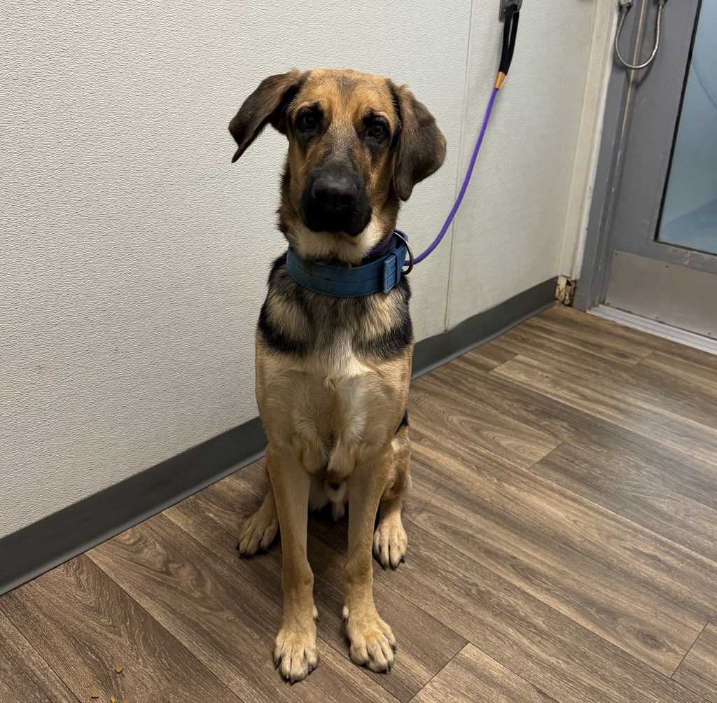 Shelter Stray Male Dog last seen Near Linda Vista Road, San Diego, CA, 92111, 5500 Gaines St, San Diego, CA 92110, USA