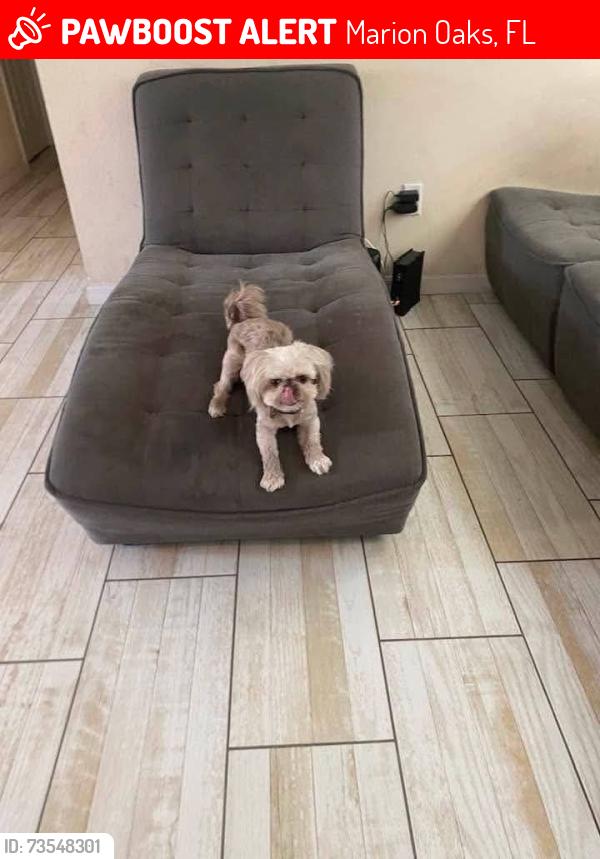 Lost Female Dog last seen Marion Oaks Blvd, Marion Oaks, FL 34473