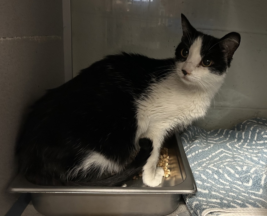 Shelter Stray Female Cat last seen Near E Downington Avenue, SALT LAKE CITY, UT, 84105, 511 W 3900 S, Salt Lake City, UT 84123, USA