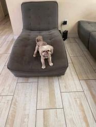 Lost Female Dog last seen Marion Oaks Blvd, Marion Oaks, FL 34473