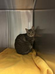 Shelter Stray Male Cat last seen Near S Birdneck Road, VIRGINIA BEACH, VA, 23451, 341 S Birdneck Rd, Virginia Beach, VA 23451, USA
