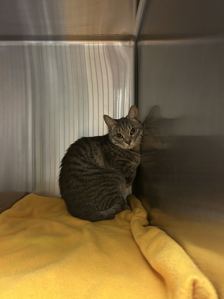 Shelter Stray Male Cat last seen Near S Birdneck Road, VIRGINIA BEACH, VA, 23451, 341 S Birdneck Rd, Virginia Beach, VA 23451, USA