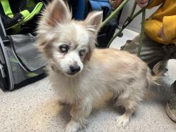 Shelter Stray Unknown Dog last seen Near 3rd Avenue, NEW YORK, NY, 10016, 326 E 110th St, New York, NY 10029, USA