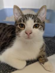 Shelter Stray Male Cat last seen Conway Dr, Escondido, CA, 92027, Escondido, CA 92027, USA
