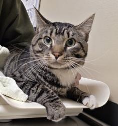 Shelter Stray Male Cat last seen NW Hoyt, OR, 1700 W Historic Columbia River Hwy, Troutdale, OR 97060, USA