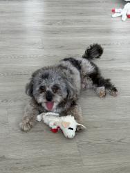 Lost Male Dog last seen Near peridot st, Winchester, NV 89121