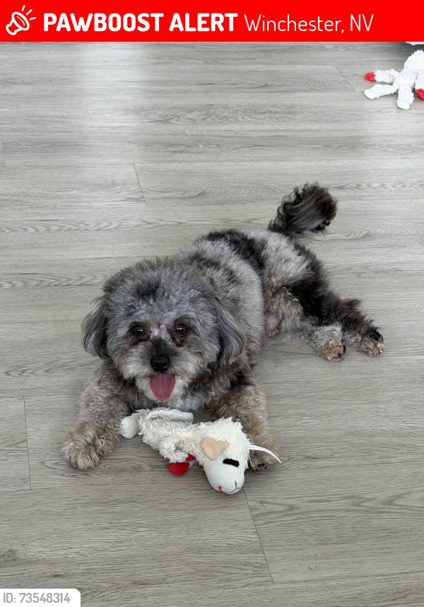 Lost Male Dog last seen Near peridot st, Winchester, NV 89121