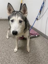 Shelter Stray Female Dog last seen W 13th St & King St, VANCOUVER, WA, 98660, 1100 NE 192nd Ave, Vancouver, WA 98684, USA