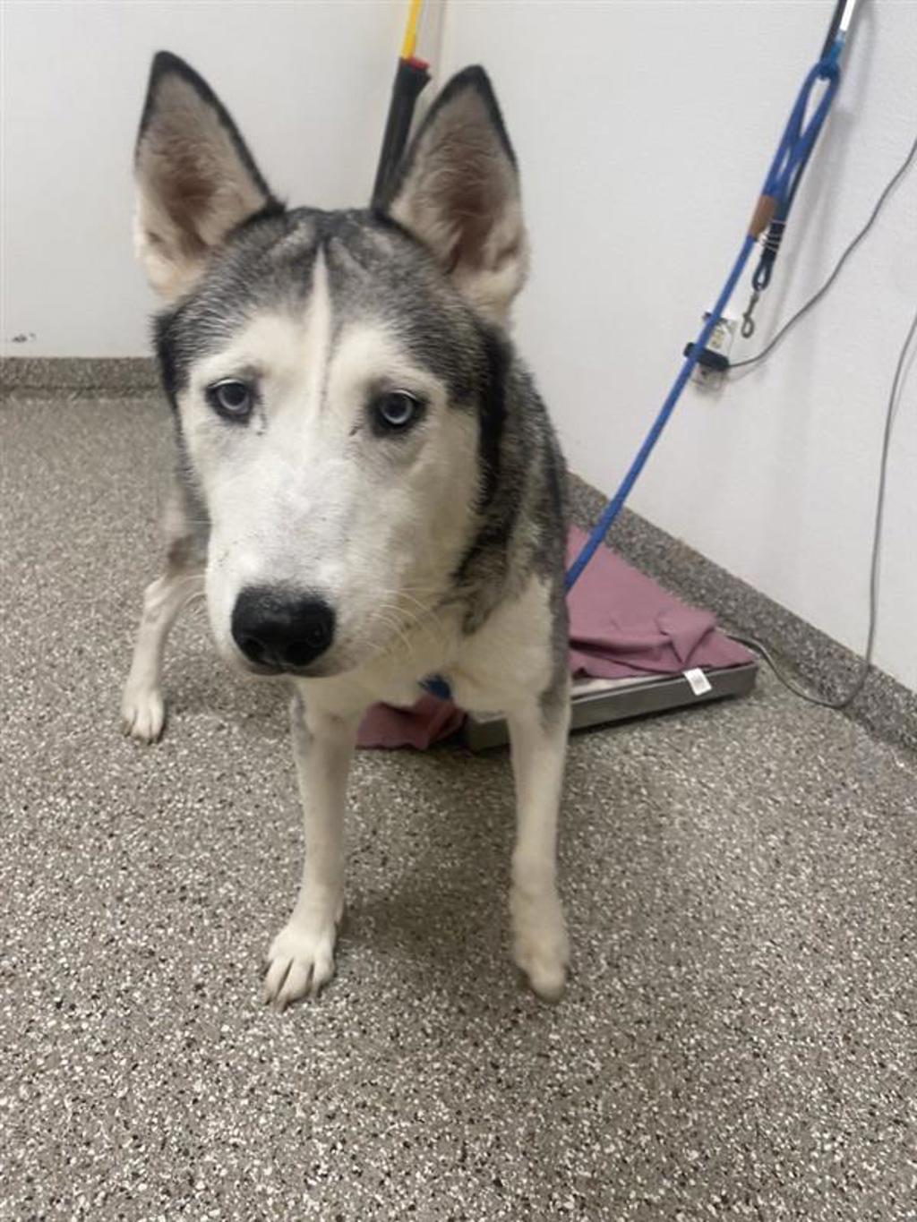 Shelter Stray Female Dog last seen W 13th St & King St, VANCOUVER, WA, 98660, 1100 NE 192nd Ave, Vancouver, WA 98684, USA