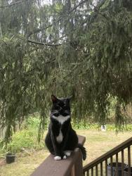 Reunited Male Cat last seen Roseland St, Santuit Street, St Mark’s Church, Boston, MA 02124