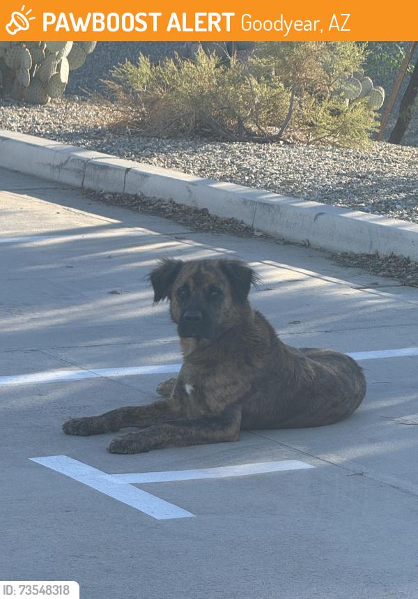 Found/Stray Male Dog last seen yuma and litchfield, Goodyear, AZ 85338