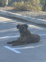 Found/Stray Male Dog last seen yuma and litchfield, Goodyear, AZ 85338