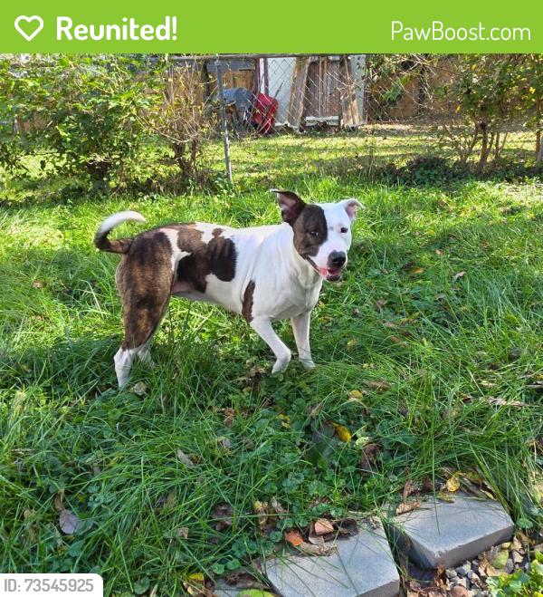 Reunited Female Dog last seen Martel Drive, Dayton, OH 45420
