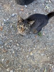 Found/Stray Unknown Cat last seen Wedgewood Drive off of Hill Road, Davidson County, NC 27292