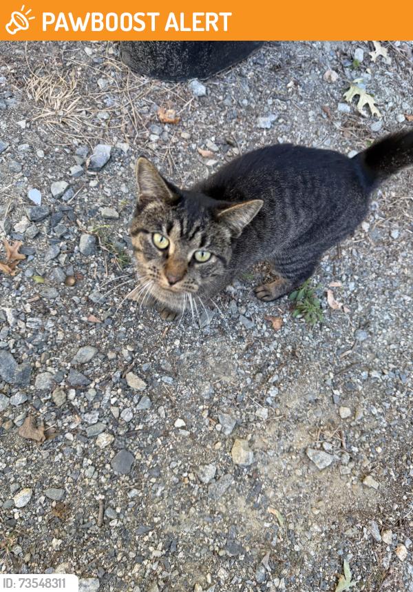 Found/Stray Unknown Cat last seen Wedgewood Drive off of Hill Road, Davidson County, NC 27292