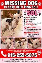 Lost Female Dog last seen Near Mesa, El Paso, TX 79912