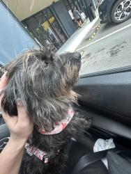 Reunited Female Dog last seen 7/11 Pimpama, Pimpama, QLD 4209