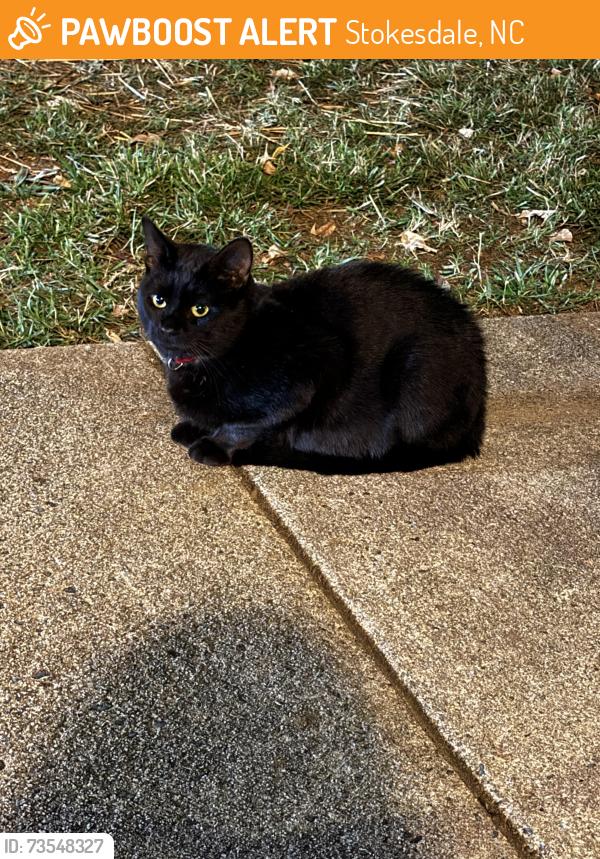 Found/Stray Unknown Cat last seen Eastshore and Mt Carmel, Stokesdale, NC 27009