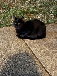 Found/Stray Unknown Cat last seen Eastshore and Mt Carmel, Stokesdale, NC 27009
