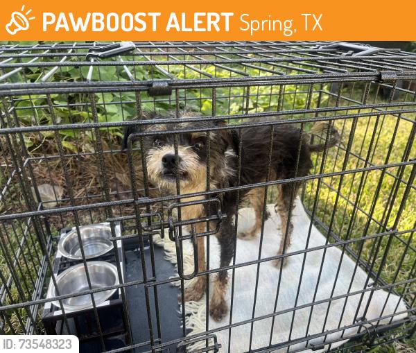 Found/Stray Male Dog last seen Papa John’s Pizza on Louetta and Champion Forest, Spring, TX 77379