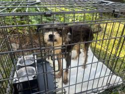 Found/Stray Male Dog last seen Papa John’s Pizza on Louetta and Champion Forest, Spring, TX 77379