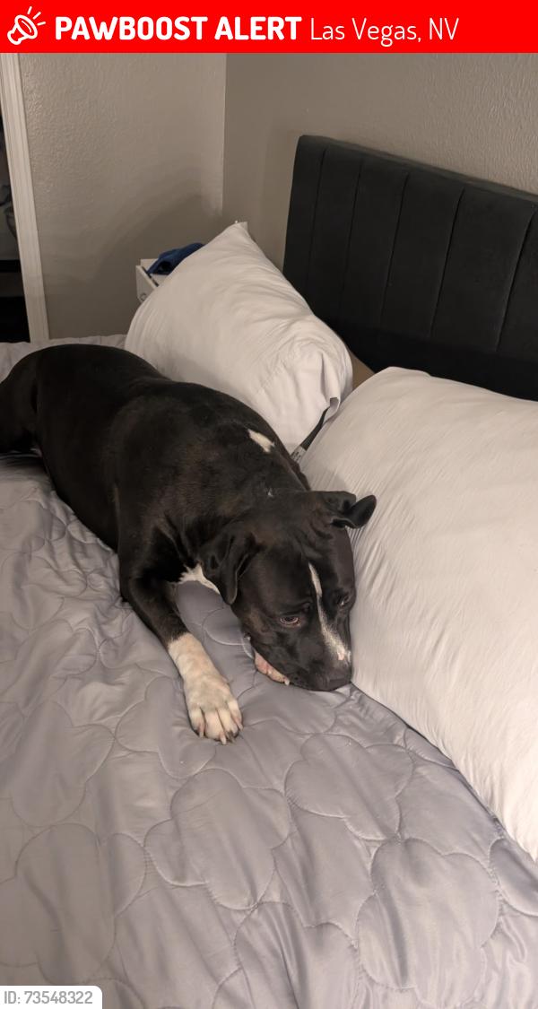 Lost Female Dog last seen Sunrise manor holly wood, Las Vegas, NV 89115