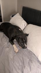 Lost Female Dog last seen Sunrise manor holly wood, Las Vegas, NV 89115