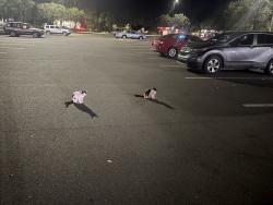 Found/Stray Female Cat last seen Royal king and aldi, Lake Wales, FL 33853