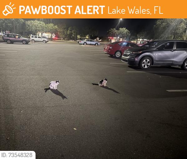Found/Stray Female Cat last seen Royal king and aldi, Lake Wales, FL 33853