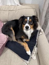 Reunited Female Dog last seen Stephen Foster neighborhood, Gainesville, FL 32609