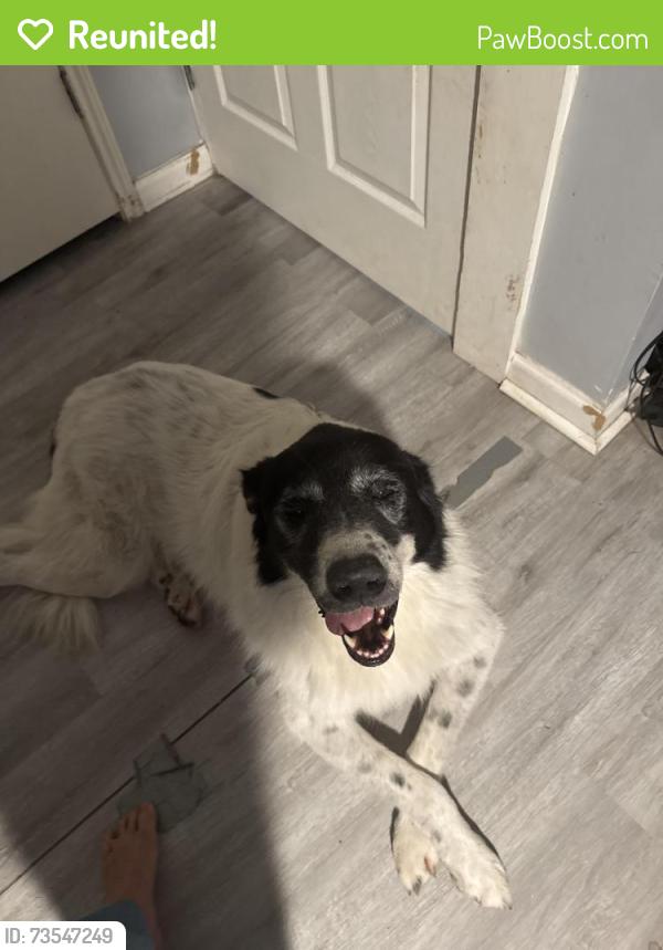 Reunited Male Dog last seen Marilyn Edgar Park, Spring, TX 77386