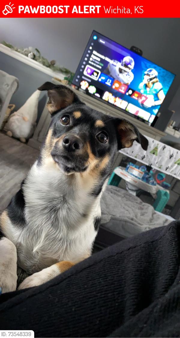 Lost Female Dog last seen 47th and meridian, Wichita, KS 67217