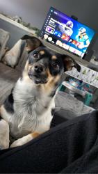 Lost Female Dog last seen 47th and meridian, Wichita, KS 67217
