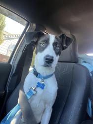 Lost Male Dog last seen Near Bridgman ct, Sparks, NV 89434