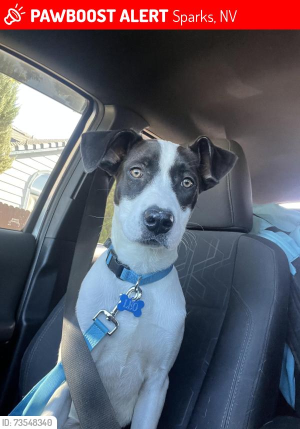 Lost Male Dog last seen Near Bridgman ct, Sparks, NV 89434