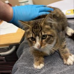 Shelter Stray Male Cat last seen , 2608 Center St, Tacoma, WA 98409, USA