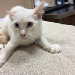 Shelter Stray Male Cat last seen , 2608 Center St, Tacoma, WA 98409, USA