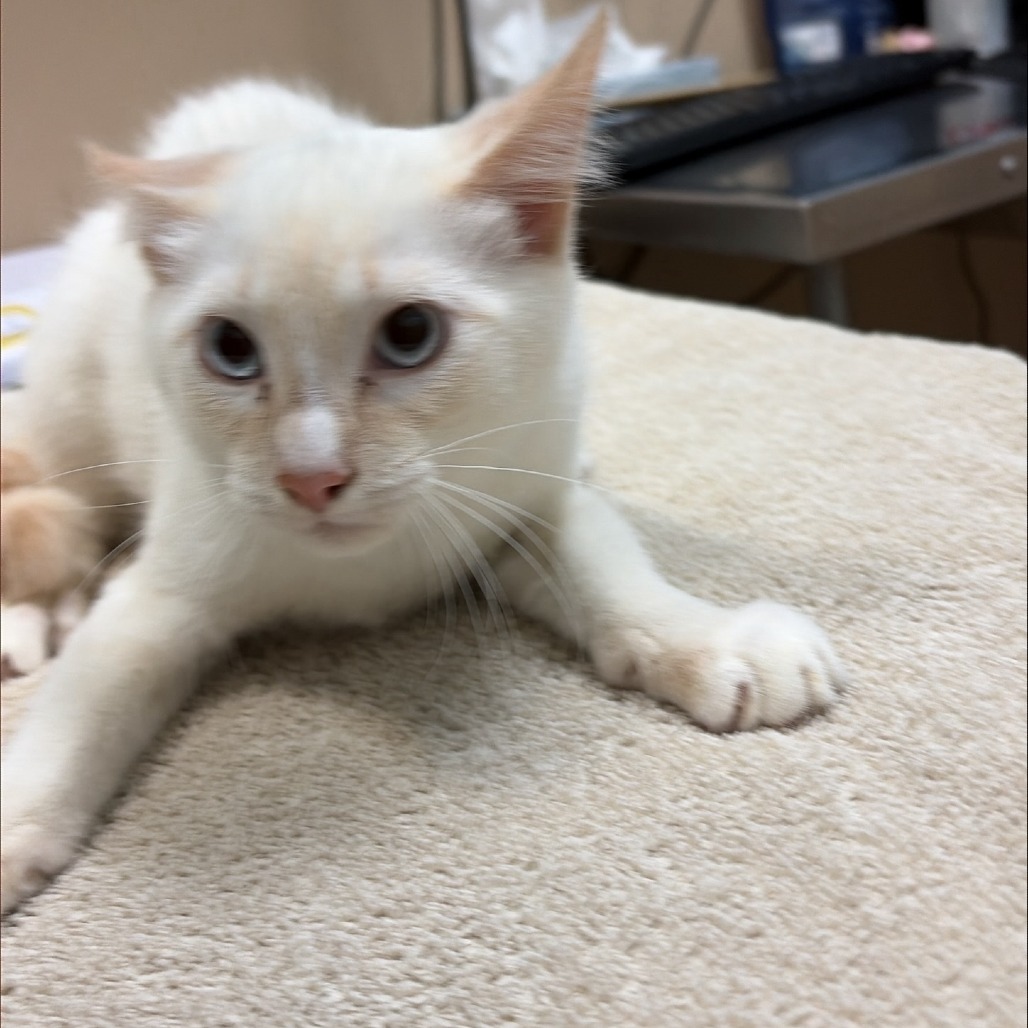 Shelter Stray Male Cat last seen , 2608 Center St, Tacoma, WA 98409, USA