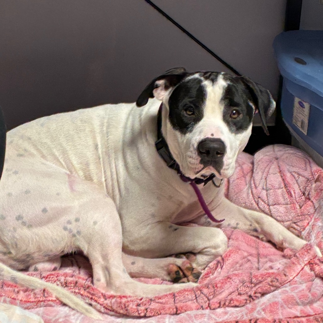 Shelter Stray Male Dog last seen , Animal Care & Control Team of Philly, 111 W Hunting Park Ave, Philadelphia, PA 19140, USA